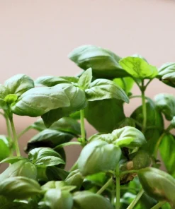 2000 Sweet Genovese Basil Seeds - Ocimum Basilicum Herb Flower Seeds - Image 4