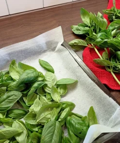 2000 Sweet Genovese Basil Seeds - Ocimum Basilicum Herb Flower Seeds - Image 8