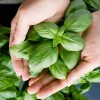 2000 Sweet Genovese Basil Seeds - Ocimum Basilicum Herb Flower Seeds - Image 1