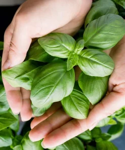 2000 Sweet Genovese Basil Seeds - Ocimum Basilicum Herb Flower Seeds - Image 1
