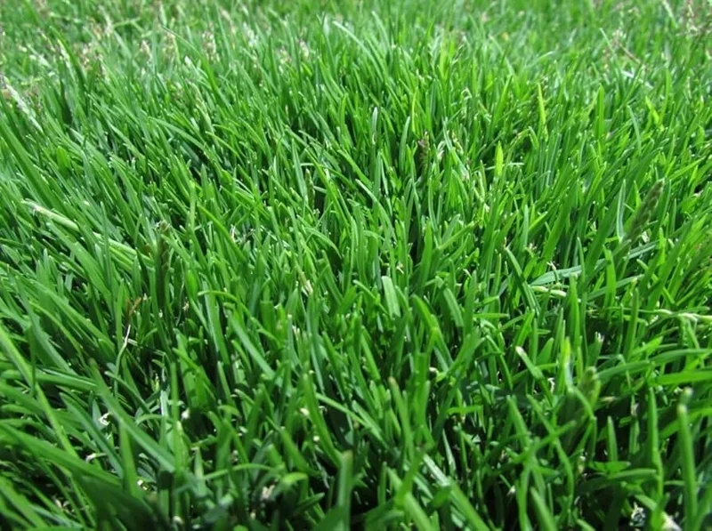 20,000 Emerald Zoysia Grass Seeds – Premium Lawn Turf, Drought & Heat Tolerant - Image 2