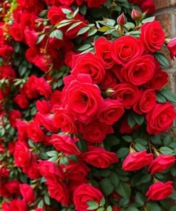 20pcs Red Climbing Rose Seeds - Rare Non-GMO Heirloom Variety for Garden - Image 2
