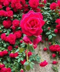 20pcs Red Climbing Rose Seeds - Rare Non-GMO Heirloom Variety for Garden - Image 3