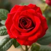 20pcs Red Climbing Rose Seeds - Rare Non-GMO Heirloom Variety for Garden - Image 1