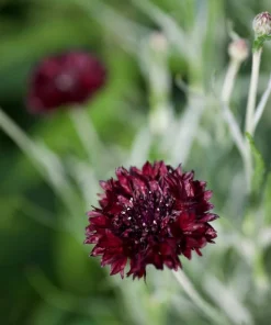 25 Black Garnet Bachelor's Button Cornflower Seeds - Centaurea Cyanus - Image 10