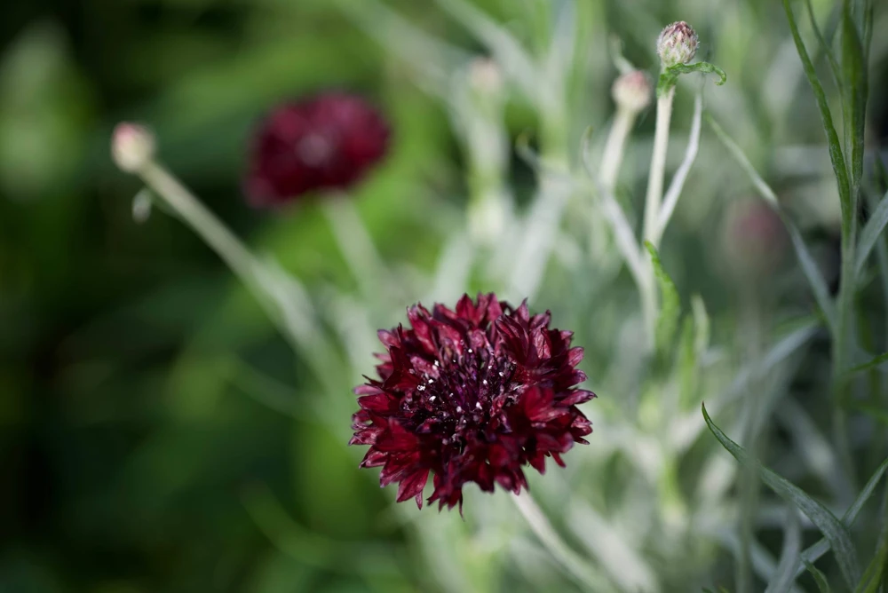 25 Black Garnet Bachelor's Button Cornflower Seeds - Centaurea Cyanus - Image 10