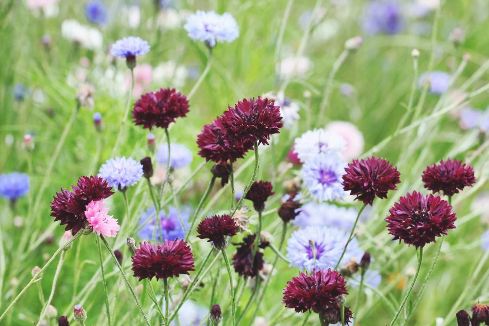 25 Black Garnet Bachelor's Button Cornflower Seeds - Centaurea Cyanus - Image 11