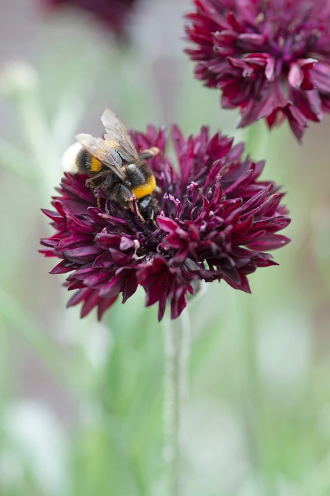 25 Black Garnet Bachelor's Button Cornflower Seeds - Centaurea Cyanus - Image 12