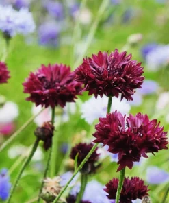 25 Black Garnet Bachelor's Button Cornflower Seeds - Centaurea Cyanus - Image 2