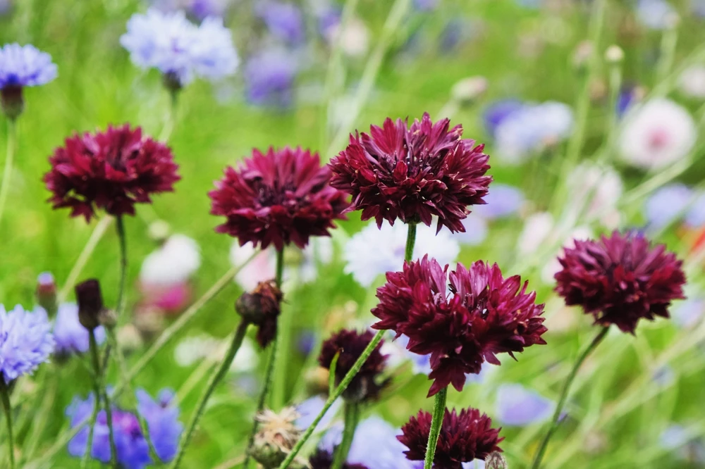 25 Black Garnet Bachelor's Button Cornflower Seeds - Centaurea Cyanus - Image 2