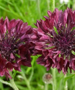25 Black Garnet Bachelor's Button Cornflower Seeds - Centaurea Cyanus - Image 3