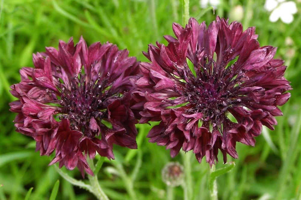 25 Black Garnet Bachelor's Button Cornflower Seeds - Centaurea Cyanus - Image 3
