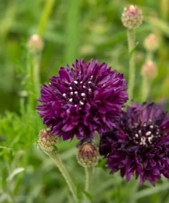 25 Black Garnet Bachelor's Button Cornflower Seeds - Centaurea Cyanus - Image 4