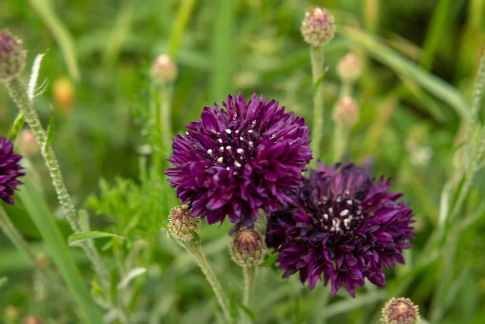 25 Black Garnet Bachelor's Button Cornflower Seeds - Centaurea Cyanus - Image 4