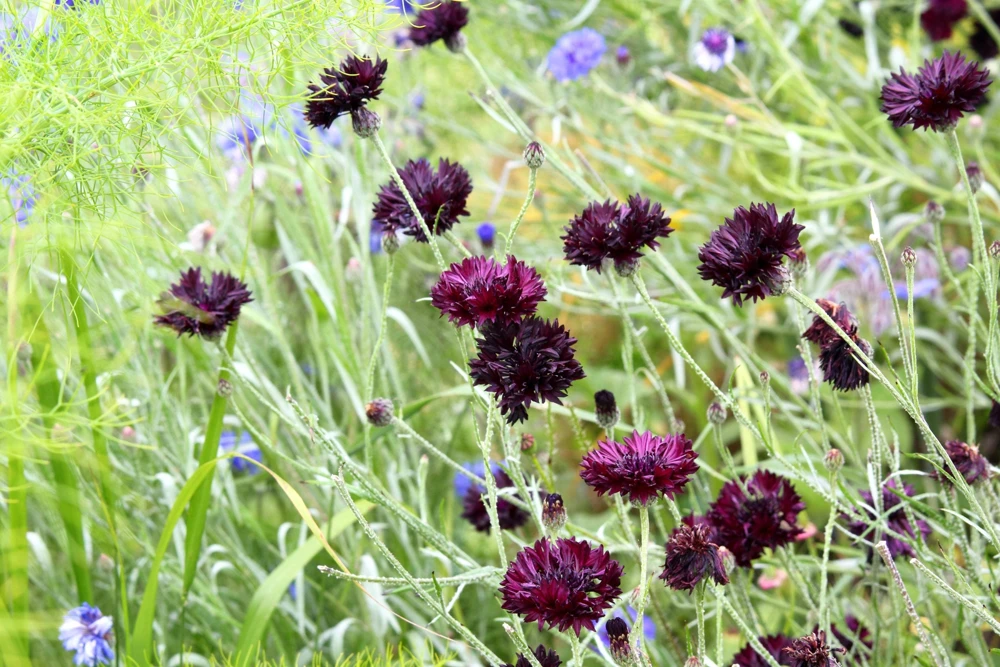 25 Black Garnet Bachelor's Button Cornflower Seeds - Centaurea Cyanus - Image 5