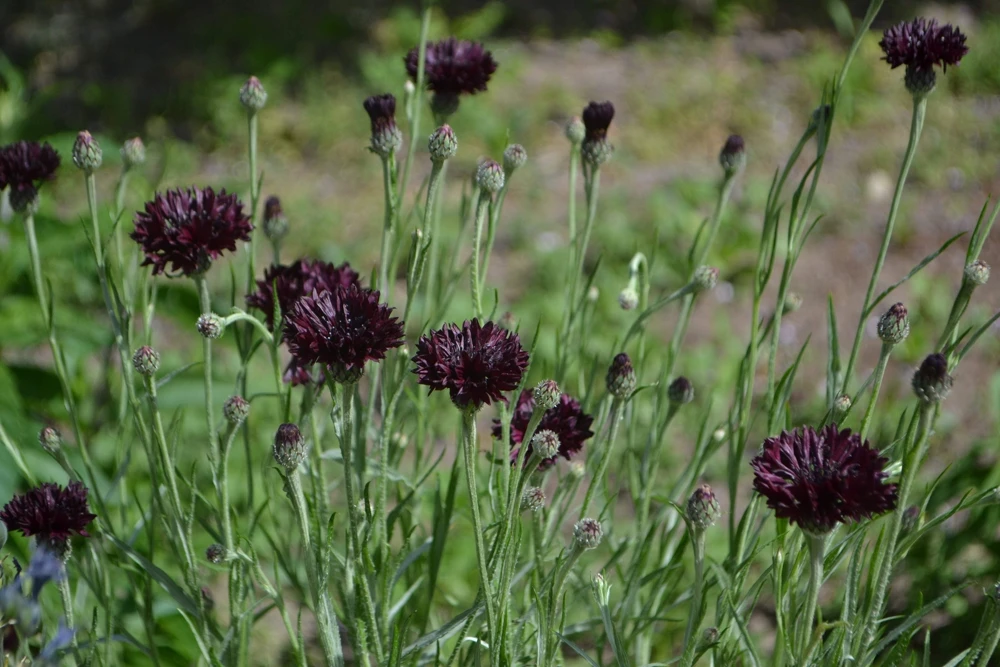25 Black Garnet Bachelor's Button Cornflower Seeds - Centaurea Cyanus - Image 6