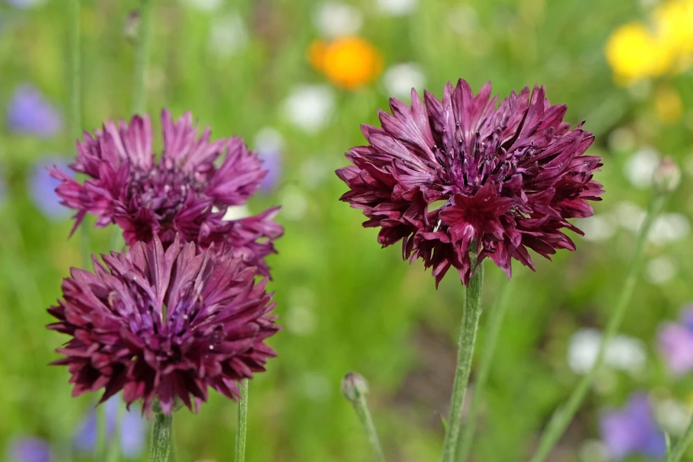 25 Black Garnet Bachelor's Button Cornflower Seeds - Centaurea Cyanus - Image 7