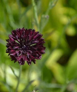 25 Black Garnet Bachelor's Button Cornflower Seeds - Centaurea Cyanus - Image 8