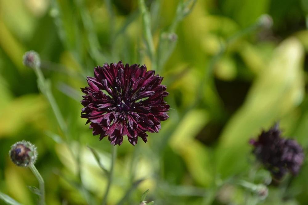 25 Black Garnet Bachelor's Button Cornflower Seeds - Centaurea Cyanus - Image 8