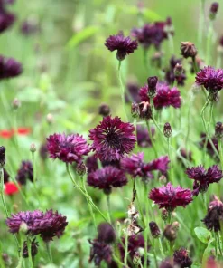 25 Black Garnet Bachelor's Button Cornflower Seeds - Centaurea Cyanus - Image 9