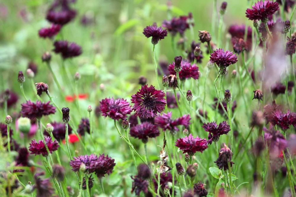 25 Black Garnet Bachelor's Button Cornflower Seeds - Centaurea Cyanus - Image 9