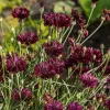 25 Black Garnet Bachelor's Button Cornflower Seeds - Centaurea Cyanus - Image 1