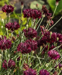 25 Black Garnet Bachelor's Button Cornflower Seeds - Centaurea Cyanus - Image 1