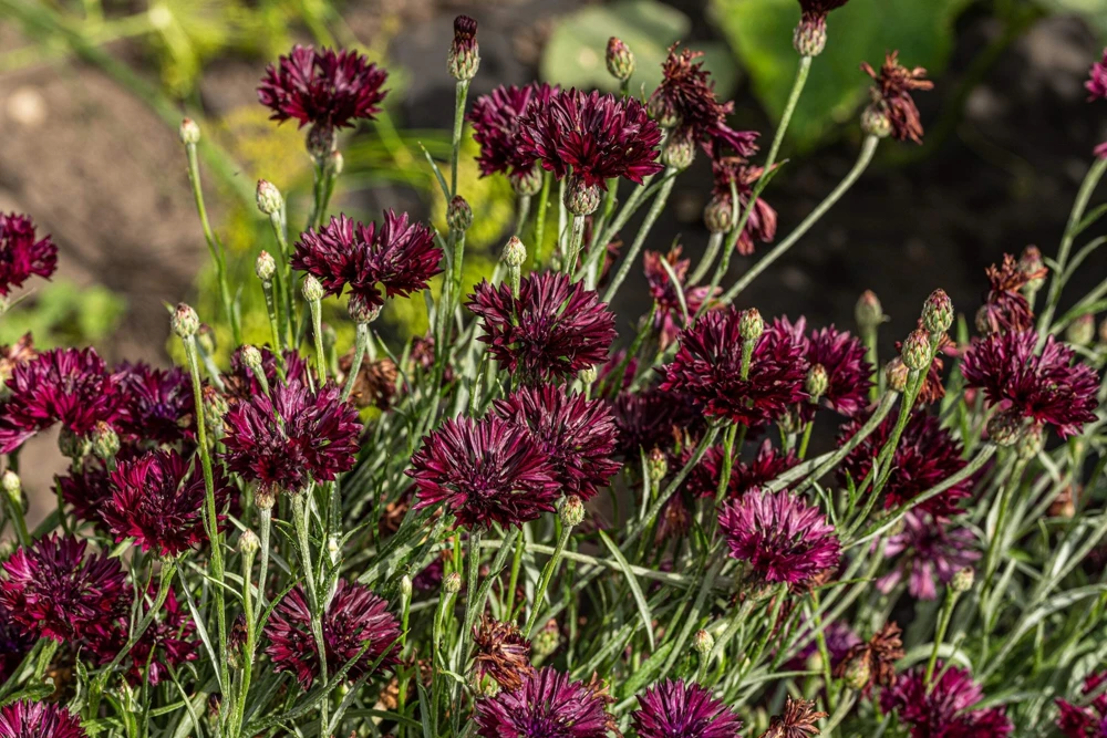 25 Black Garnet Bachelor's Button Cornflower Seeds - Centaurea Cyanus - Image 1