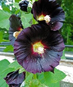25 Black Hollyhock Seeds - Alcea Rosea Nigra Flower Seeds - Image 10