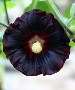 25 Black Hollyhock Seeds - Alcea Rosea Nigra Flower Seeds - Image 2