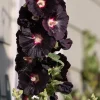 25 Black Hollyhock Seeds - Alcea Rosea Nigra Flower Seeds - Image 1