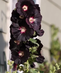 25 Black Hollyhock Seeds - Alcea Rosea Nigra Flower Seeds - Image 1