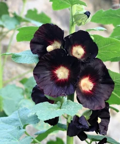 25 Black Hollyhock Seeds - Alcea Rosea Nigra Flower Seeds - Image 3