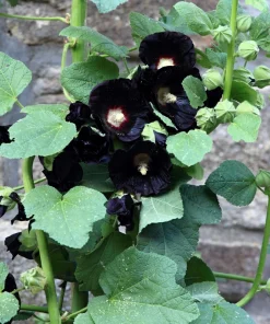 25 Black Hollyhock Seeds - Alcea Rosea Nigra Flower Seeds - Image 4