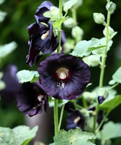 25 Black Hollyhock Seeds - Alcea Rosea Nigra Flower Seeds - Image 5