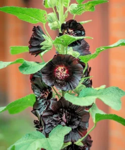 25 Black Hollyhock Seeds - Alcea Rosea Nigra Flower Seeds - Image 6