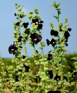 25 Black Hollyhock Seeds - Alcea Rosea Nigra Flower Seeds - Image 7