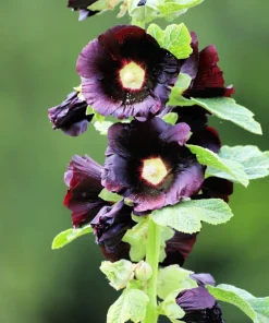 25 Black Hollyhock Seeds - Alcea Rosea Nigra Flower Seeds - Image 8