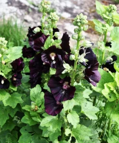 25 Black Hollyhock Seeds - Alcea Rosea Nigra Flower Seeds - Image 9