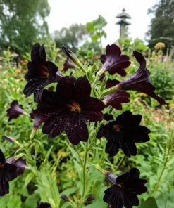 25 Black Painted Tongue Salpiglossis Sinuata Flower Seeds – Paisley Blooms - Image 2