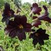 25 Black Painted Tongue Salpiglossis Sinuata Flower Seeds – Paisley Blooms - Image 1