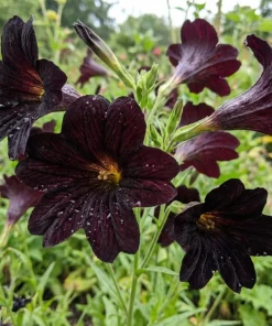 25 Black Painted Tongue Salpiglossis Sinuata Flower Seeds – Paisley Blooms - Image 1