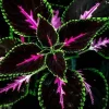 25+ Black Purple Coleus Seeds – Easy-to-Grow Garden Foliage – Indoor & Outdoor - Image 1