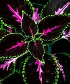 25+ Black Purple Coleus Seeds – Easy-to-Grow Garden Foliage – Indoor & Outdoor - Image 1