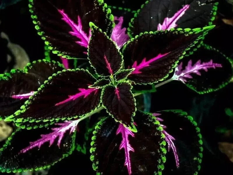 25+ Black Purple Coleus Seeds – Easy-to-Grow Garden Foliage – Indoor & Outdoor - Image 1