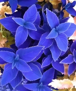 25+ Blue Coleus Seeds – Rare Blue Foliage – Easy-to-Grow Ornamental for Garden - Image 3
