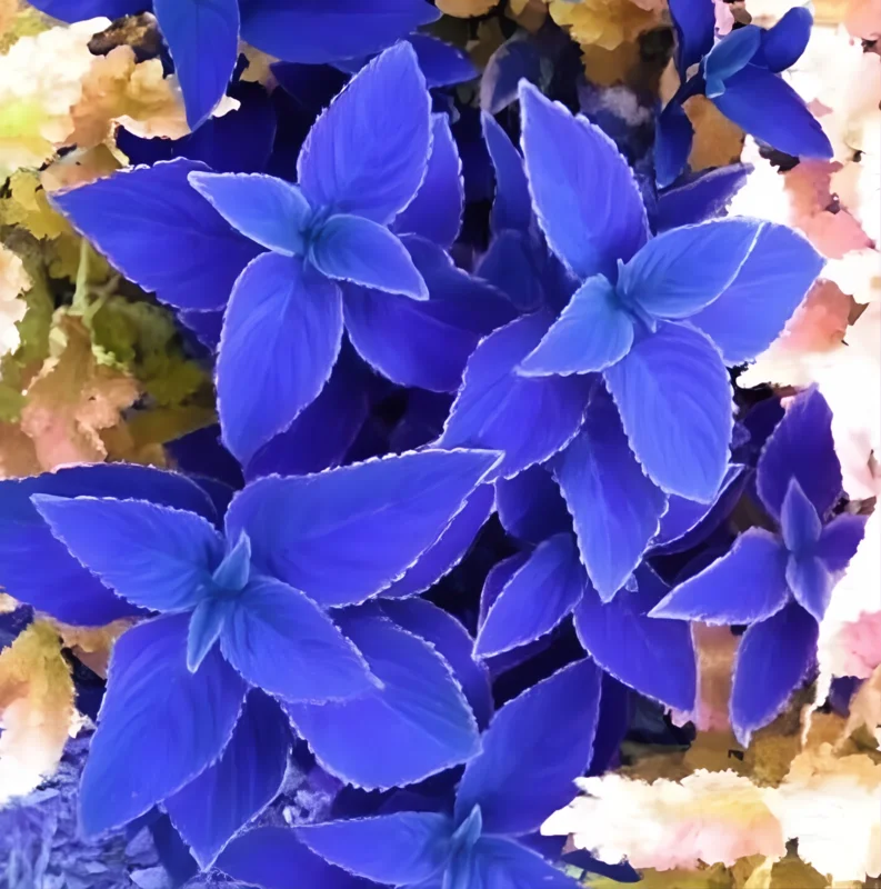 25+ Blue Coleus Seeds – Rare Blue Foliage – Easy-to-Grow Ornamental for Garden - Image 5