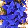 25+ Blue Coleus Seeds – Rare Blue Foliage – Easy-to-Grow Ornamental for Garden - Image 1