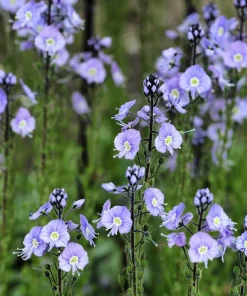 25 Blue Streak Speedwell Seeds - Veronica Gentianoides Flower Seeds - Image 2