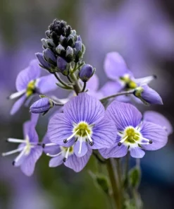 25 Blue Streak Speedwell Seeds - Veronica Gentianoides Flower Seeds - Image 3